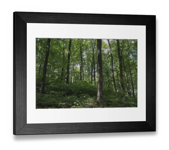 Framed Print : Deciduous forest with copper beeches (Fagus silvatica)