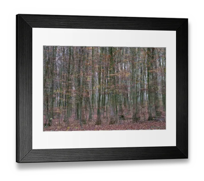 Framed Print : Forest stand with copper beech (Fagus silvatica) Framed Print : Forest stand with copper beech (Fagus silvatica)