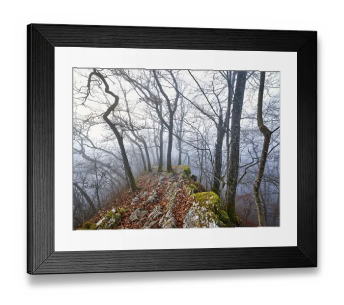 Framed Print : Trees surrounded by moss-covered