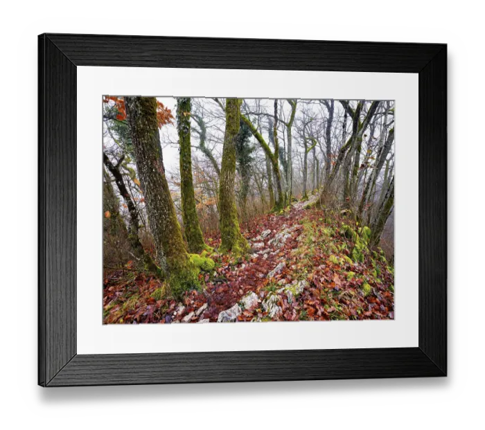 Framed Print : Limestone trail leads through forest covered with moss trees