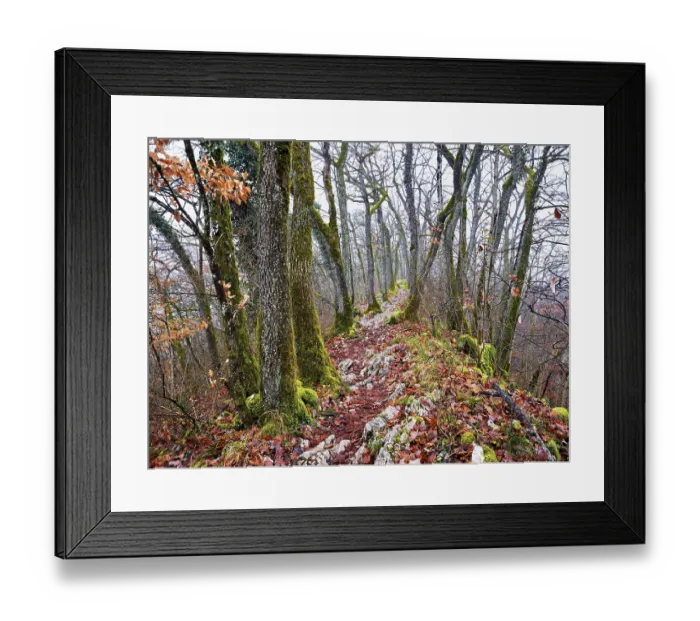 Framed Print : Limestone trail leads through forest covered with moss trees Framed Print : Limestone trail leads through forest covered with moss trees