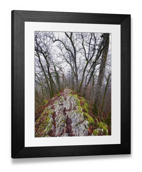 Framed Print : Trees surrounded by moss-covered