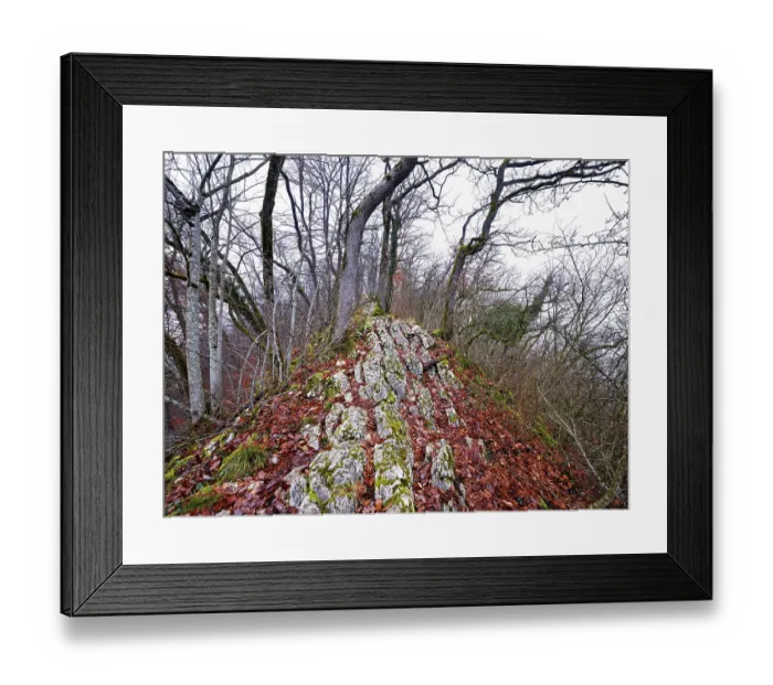 Framed Print : Trees surrounded by moss-covered
