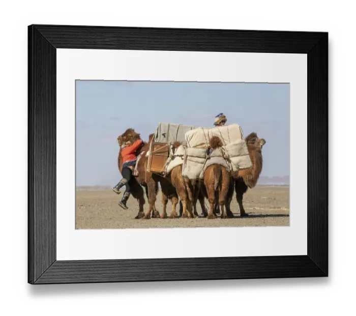 Framed Print : Two Mongolian nomads load their two‑humped Bactrian camels (Camelus bactrianus)