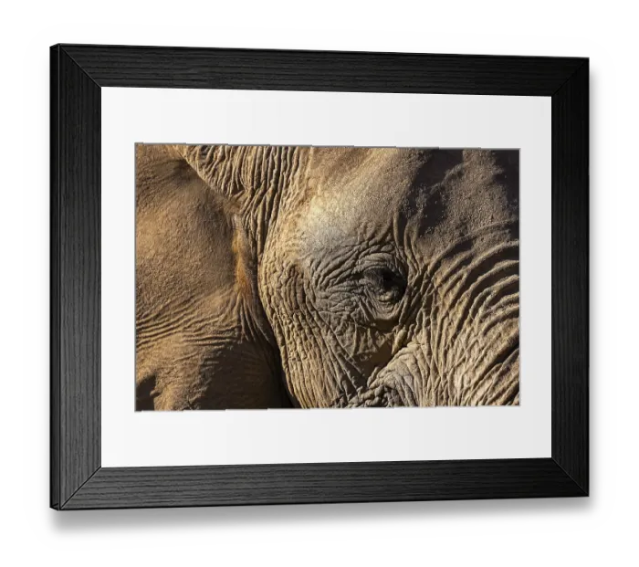 Framed Print : Elephant (Loxodonta africana), the desert adapted elephants Framed Print : Elephant (Loxodonta africana), the desert adapted elephants