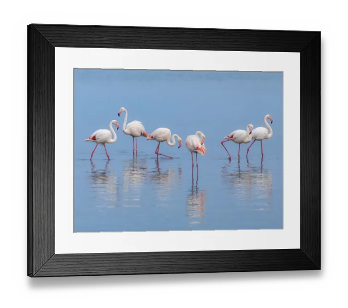 Framed Print : Greater Flamingo (Phoenicopterus roseus) Framed Print : Greater Flamingo (Phoenicopterus roseus)