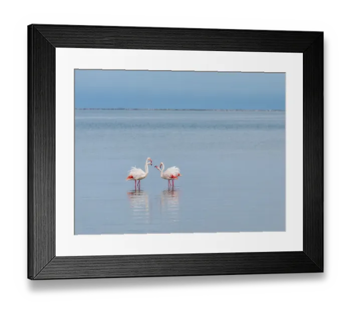 Framed Print : Greater Flamingo (Phoenicopterus roseus)