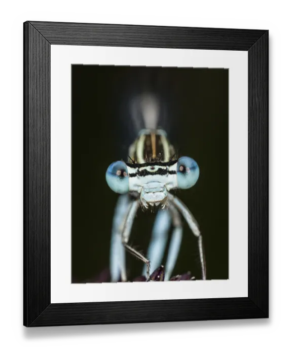 Framed Print : Face of a feather dragonfly (Platycnemis pennipes)