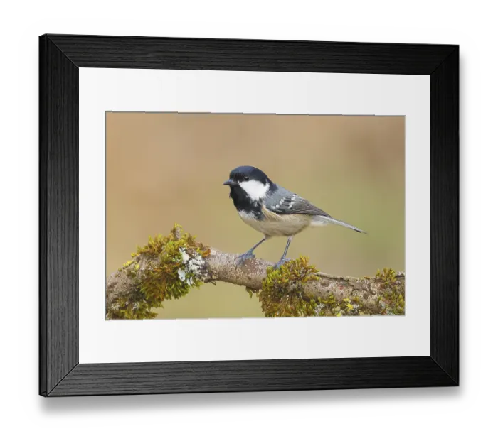 Framed Print : Fir tit (Periparus ater), sitting on a branch overgrown with moss and lichen