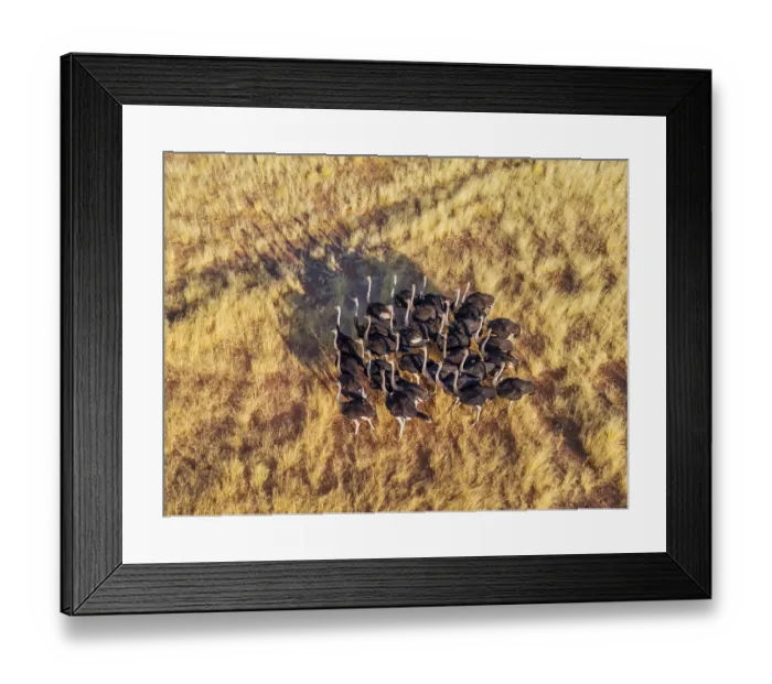 Framed Print : Ostriches (Struthio camelus), group moving across the dry savannah