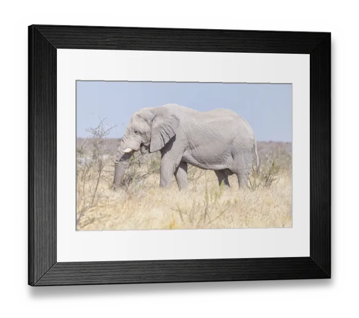 Framed Print : Elephants (Loxodonta africana)