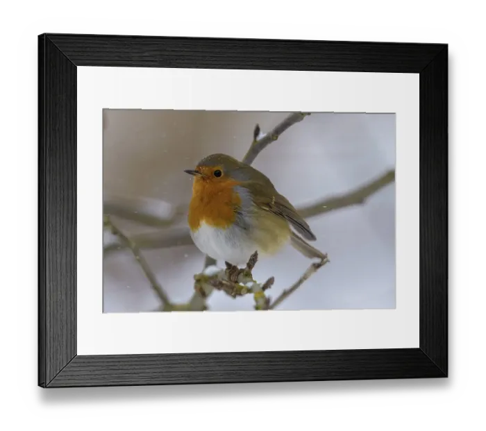 Framed Print : A robin (Erithacus rubecula) sits on a branch in winter and is surrounded by snow Framed Print : A robin (Erithacus rubecula) sits on a branch in winter and is surrounded by snow