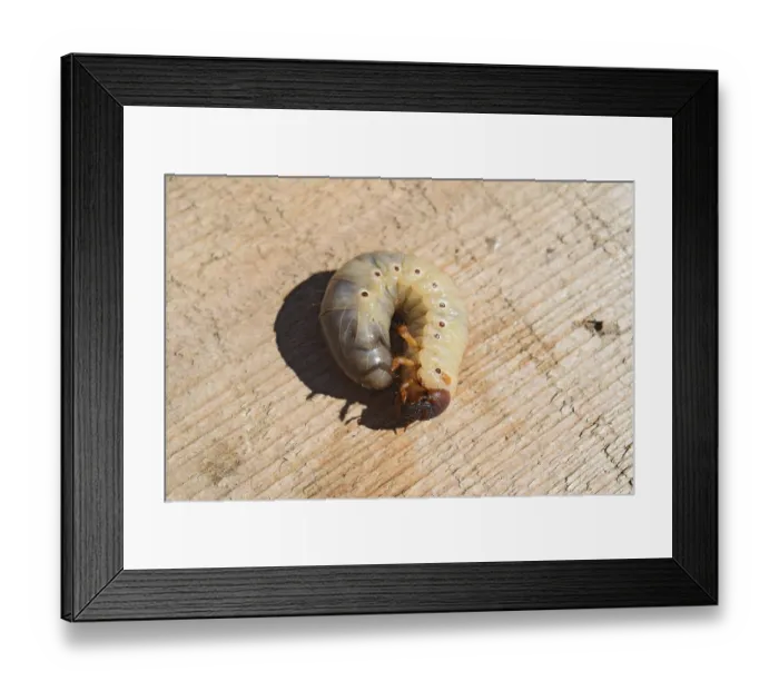 Framed Print : The larvae of the May beetle. White beetle larvae on a wooden board