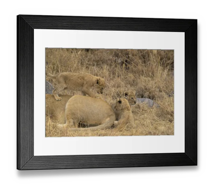 Framed Print : Lion cubs playing on a lioness's back in a rocky savanna setting