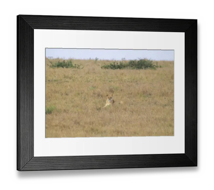 Framed Print : Lone lion rests camouflaged in the tall grass Framed Print : Lone lion rests camouflaged in the tall grass
