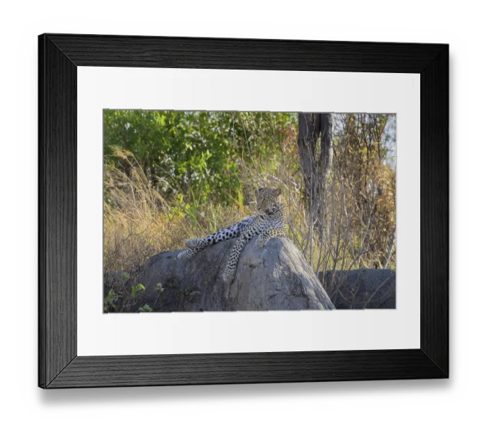 Framed Print : Cheetah lounging on a rock with dense foliage in an African setting Framed Print : Cheetah lounging on a rock with dense foliage in an African setting