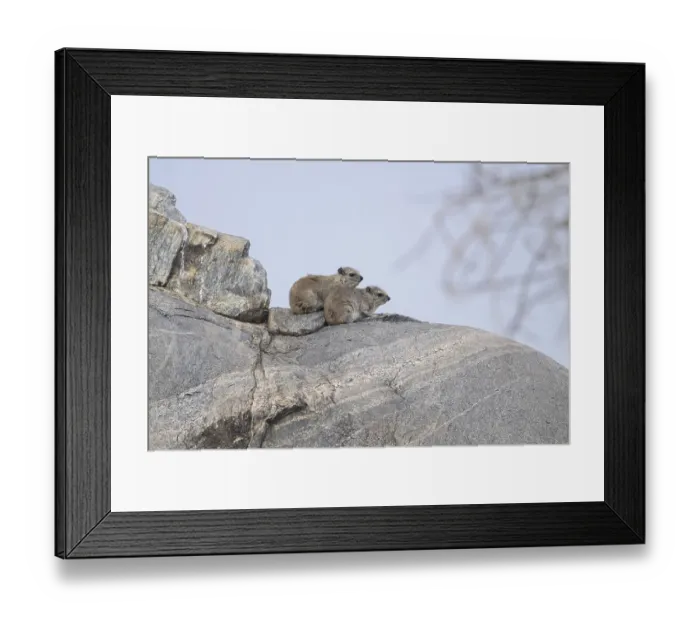 Framed Print : Two hyraxes sitting on a large rock Framed Print : Two hyraxes sitting on a large rock