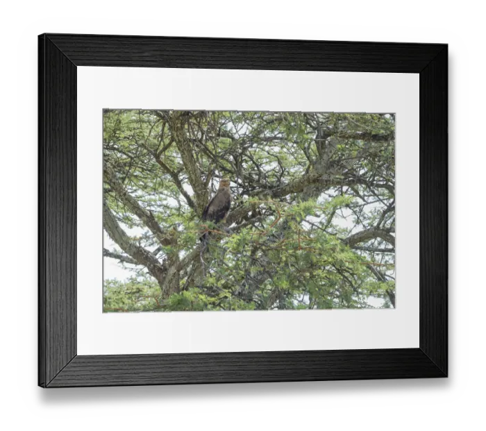 Framed Print : Eagle perched in a tree surrounded by lush greenery during the daytime Framed Print : Eagle perched in a tree surrounded by lush greenery during the daytime