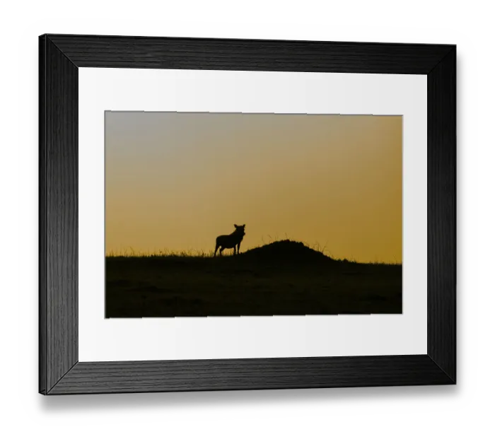 Framed Print : Silhouette of a cow standing on a small hill with a warm sunset in the background exuding tranquility Framed Print : Silhouette of a cow standing on a small hill with a warm sunset in the background exuding tranquility