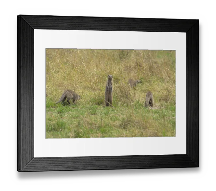 Framed Print : Meerkats in a field with one standing alertly among the grass