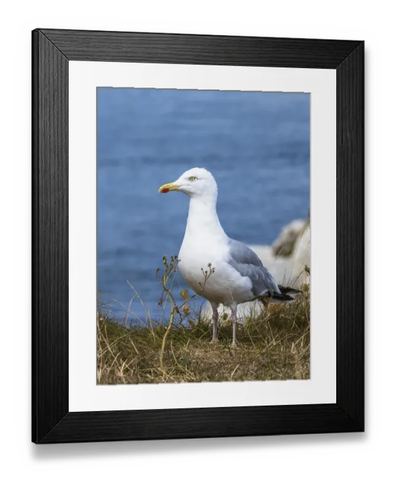 Framed Print : Herring Gull, Sea Gull, Gulls on Dorset cliff