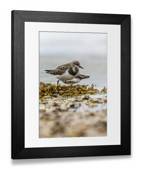 Framed Print : Ruddy Turnstone, Arenaria interpres Framed Print : Ruddy Turnstone, Arenaria interpres