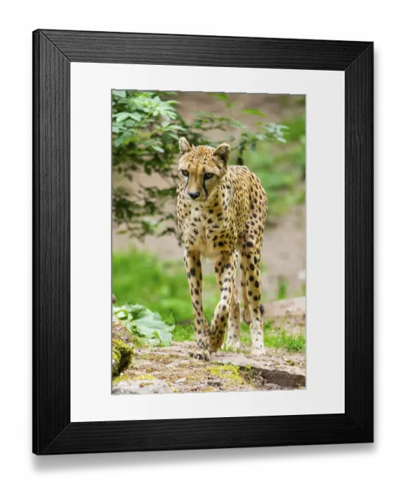 Framed Print : Cheetah (Acinonyx jubatus) walking around on the ground Framed Print : Cheetah (Acinonyx jubatus) walking around on the ground