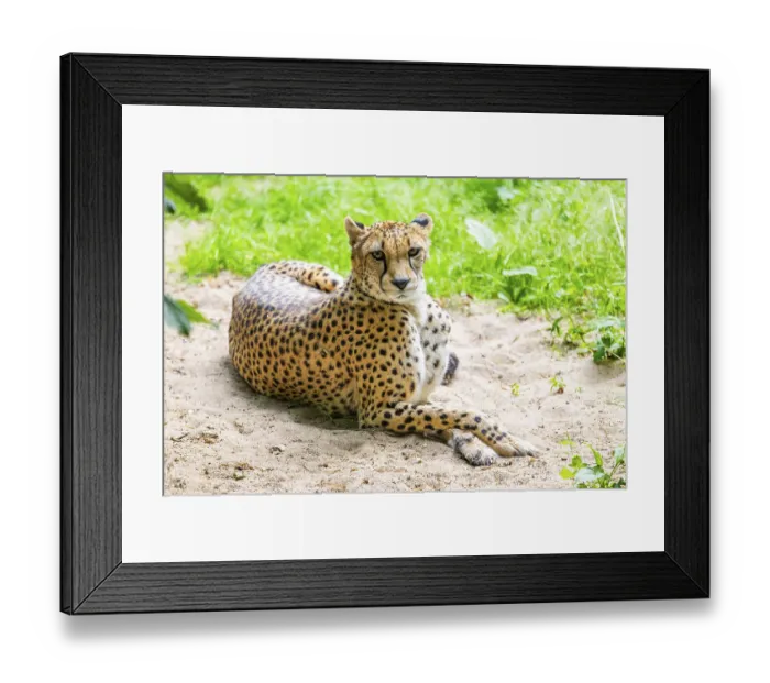 Framed Print : Cheetah (Acinonyx jubatus) lying ion the ground