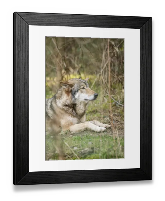 Framed Print : Eurasian wolf (Canis lupus lupus) lying in a forest Framed Print : Eurasian wolf (Canis lupus lupus) lying in a forest