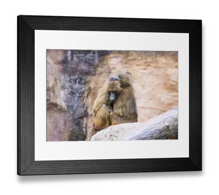 Framed Print : Guinea baboons (Papio papio) sitting in a group and cuddeling each other