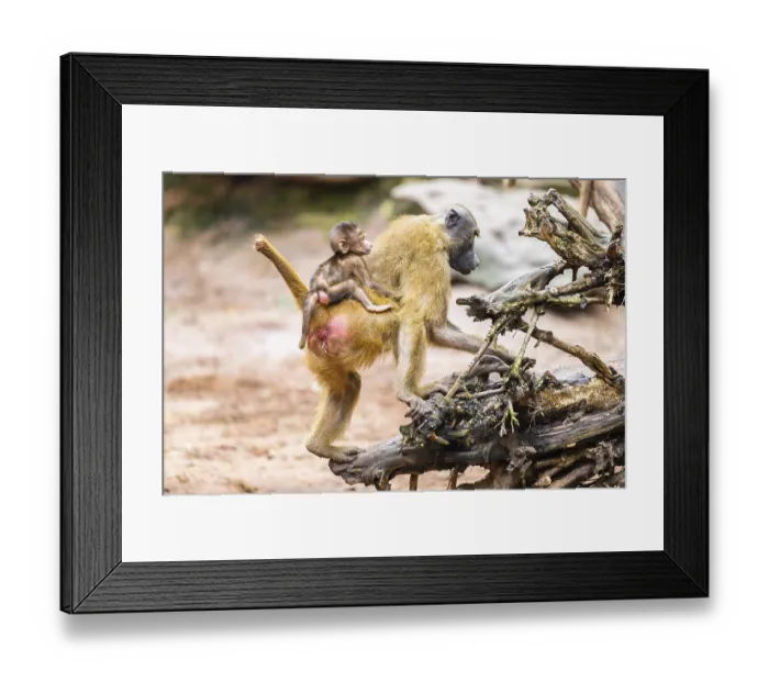 Framed Print : Guinea baboon (Papio papio) mother with her youngster walking
