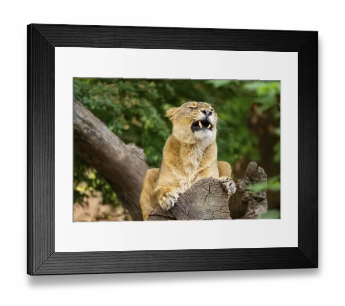 Framed Print : Asiatic lion (Panthera leo persica) female lying on a tree trunk