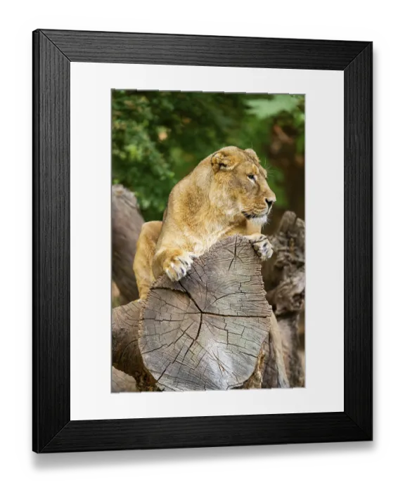 Framed Print : Asiatic lion (Panthera leo persica) female lying on a tree trunk Framed Print : Asiatic lion (Panthera leo persica) female lying on a tree trunk