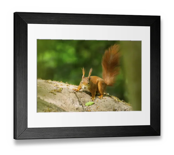 Framed Print : Red squirrel (Sciurus vulgaris) on a rock Framed Print : Red squirrel (Sciurus vulgaris) on a rock