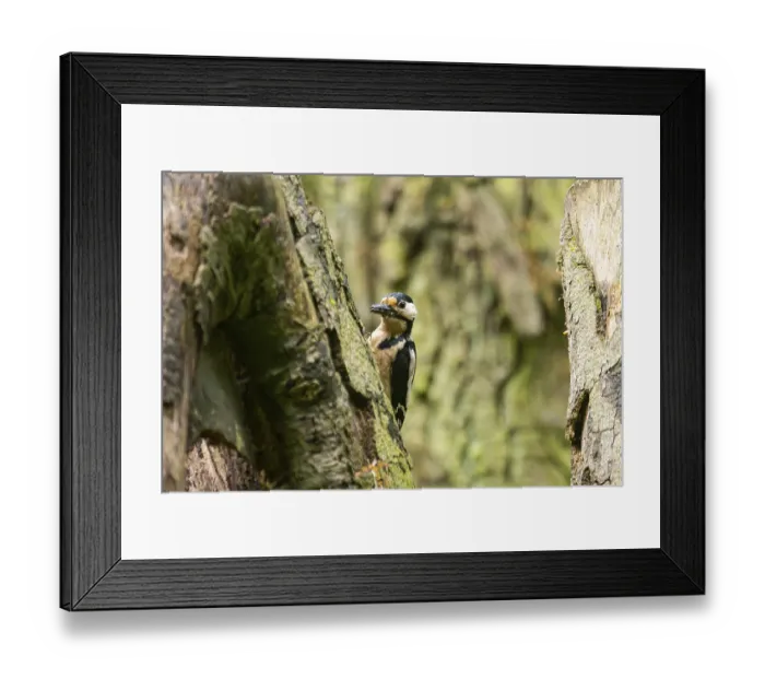 Framed Print : Great spotted woodpecker (Dendrocopos major) sitting on a branch