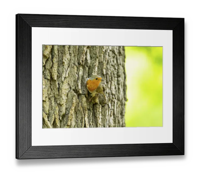 Framed Print : European robin (Erithacus rubecula) sitting on the bark of a tree trunk Framed Print : European robin (Erithacus rubecula) sitting on the bark of a tree trunk