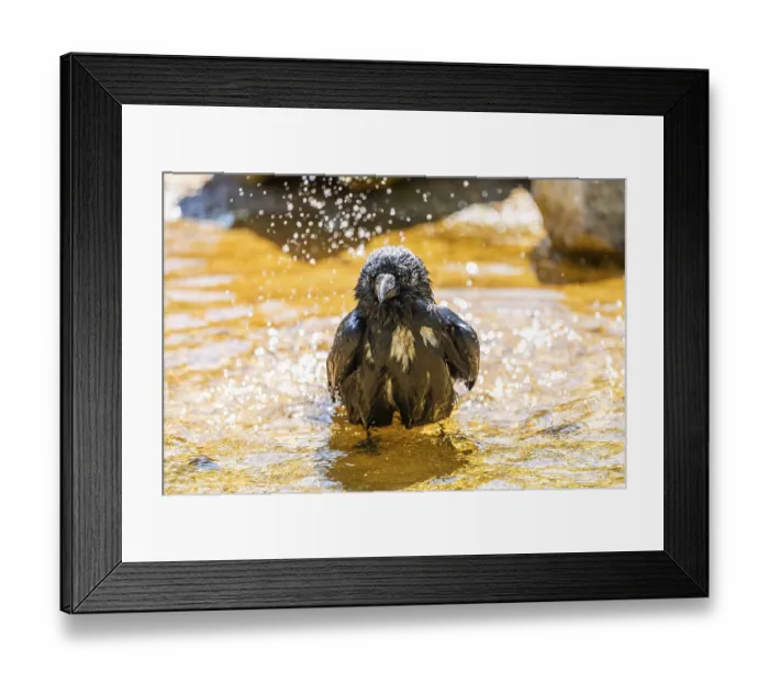 Framed Print : Carrion crow (Corvus corone) taking a bath Framed Print : Carrion crow (Corvus corone) taking a bath