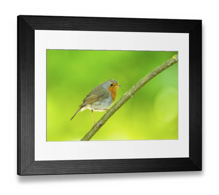 Framed Print : European robin (Erithacus rubecula) sitting on a branch