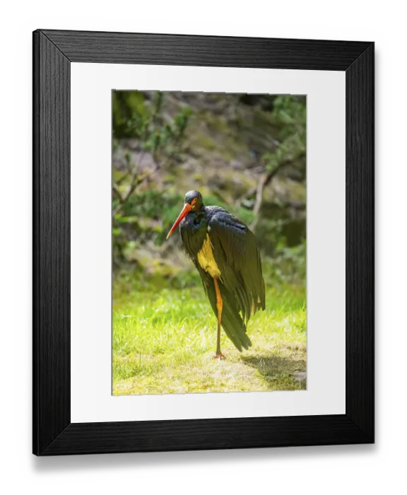Framed Print : Black stork (Ciconia nigra) standing on a meadow Framed Print : Black stork (Ciconia nigra) standing on a meadow