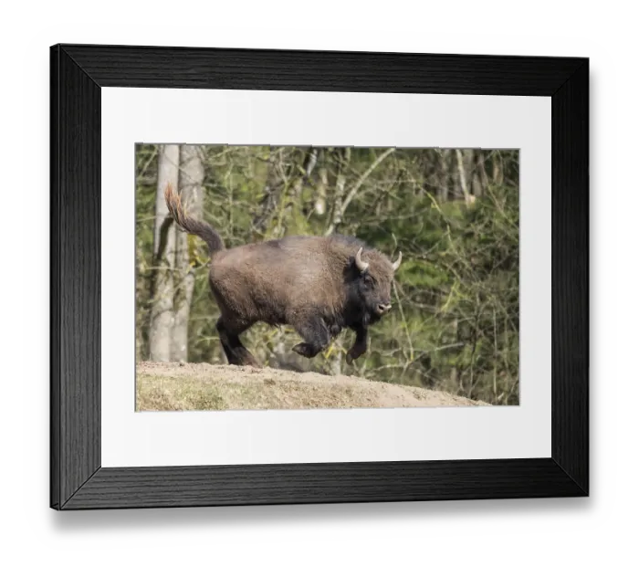 Framed Print : European bison (Bison bonasus) running fast on a meadow Framed Print : European bison (Bison bonasus) running fast on a meadow