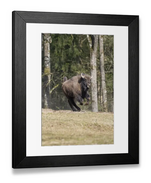 Framed Print : European bison (Bison bonasus) running fast on a meadow