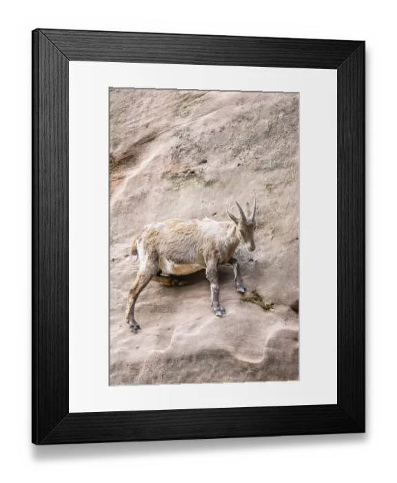 Framed Print : Alpine ibex (Capra ibex) female standing on the rocks