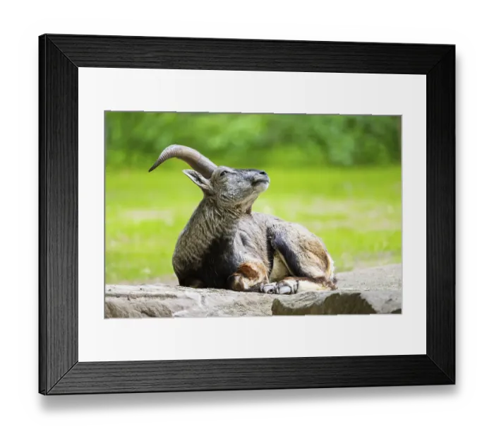 Framed Print : Bharal (Pseudois nayaur) lying on a rock, Germany