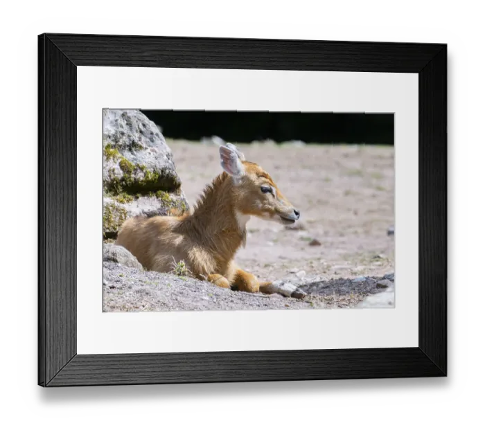 Framed Print : Nilgai (Boselaphus tragocamelus) antelope youngsters lying on the ground Framed Print : Nilgai (Boselaphus tragocamelus) antelope youngsters lying on the ground