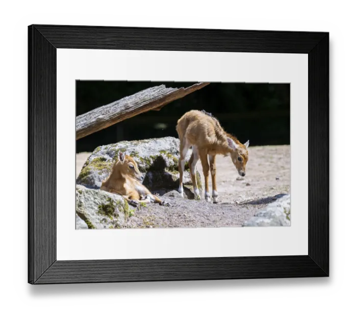 Framed Print : Nilgai (Boselaphus tragocamelus) antelope youngsters on the ground Framed Print : Nilgai (Boselaphus tragocamelus) antelope youngsters on the ground