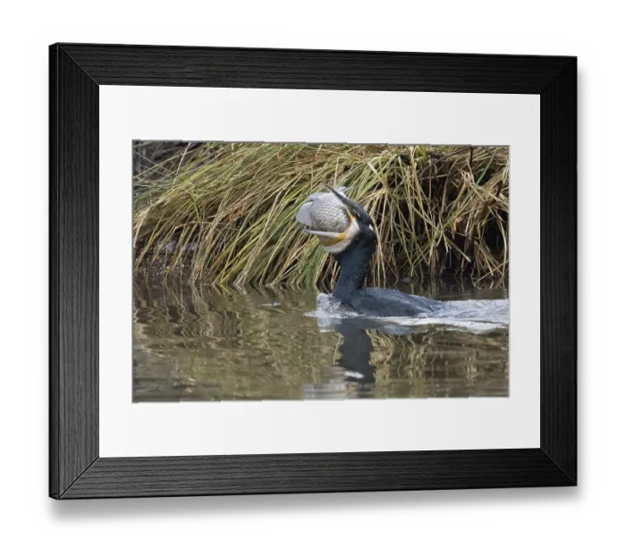 Framed Print : Cormorant (Phalacrocorax carbo) with fish in its beak in reedy waters