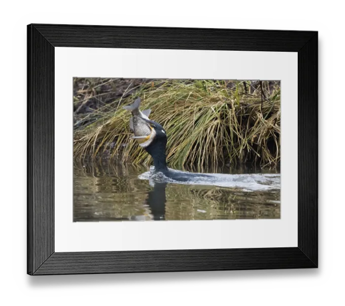 Framed Print : Cormorant (Phalacrocorax carbo) in the water with fish in its beak