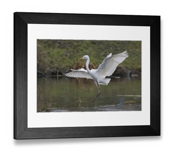 Framed Print : A Great White Egret (Ardea alba) landing elegantly on the water Framed Print : A Great White Egret (Ardea alba) landing elegantly on the water