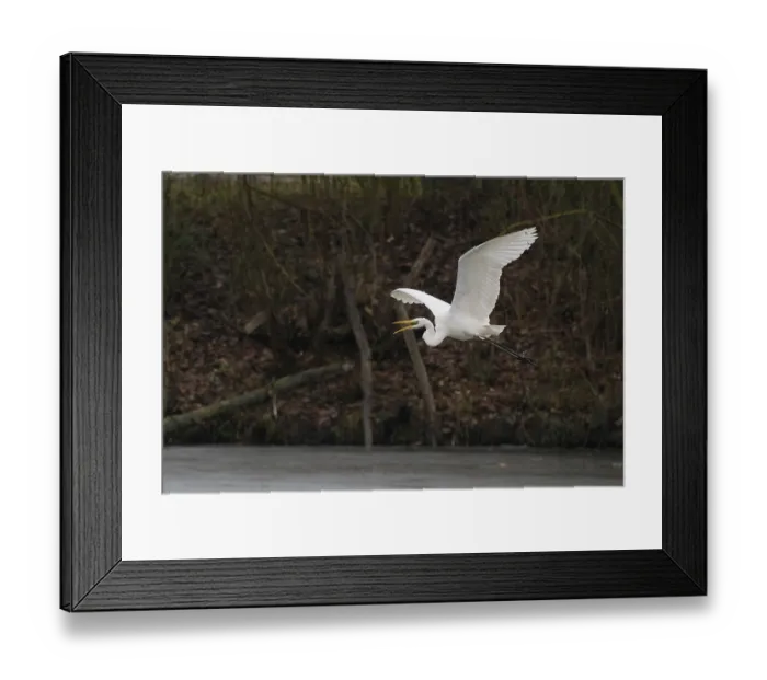 Framed Print : A Great White Egret (Ardea alba) flying over ice-covered water