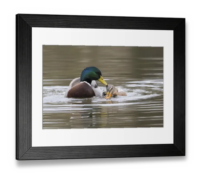 Framed Print : Mallard ducks (anas platyrhynchos)